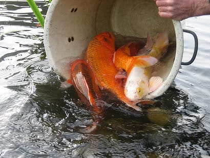 fish