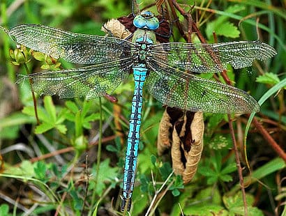 dragonfly